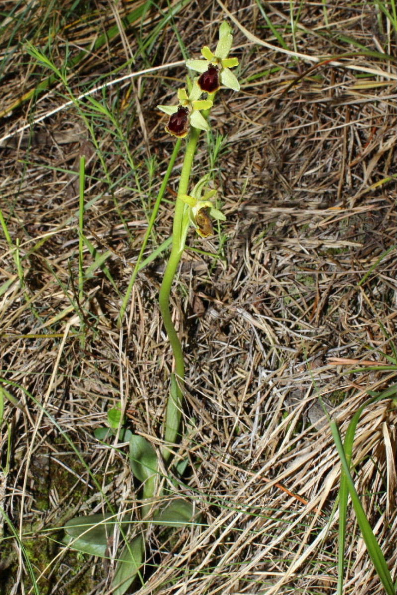 Orchidee dell''Imperiese